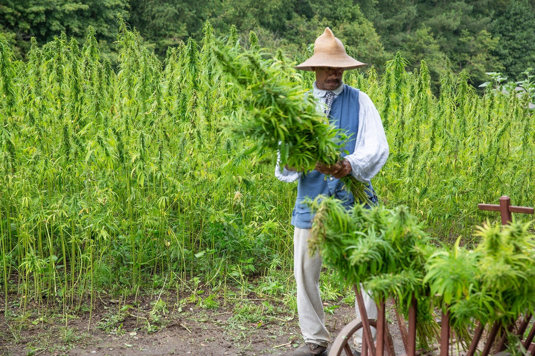The Future of Fashion: Hemp Clothing